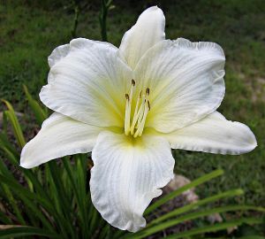 Liliowiec Ogrodowy GENTLE SHEPHERD