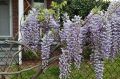 Wisteria Kwiecista LUDWIK LAWIN