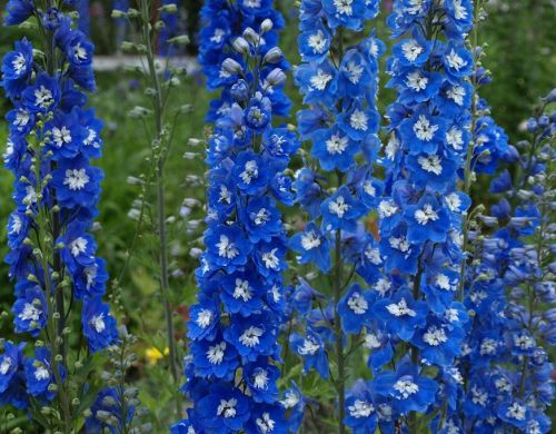 Ostróżka Ogrodowa BLUE BIRD