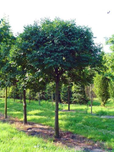 Klon polny GLOBOSA NANUM