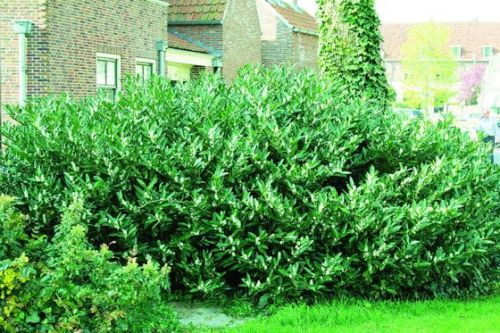 Laurowiśnia Wschodnia CAUCASICA 50 cm