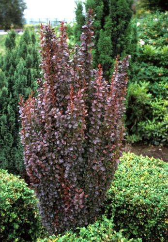 Berberys Thunberga HELMOND PILLAR