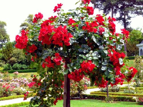 Róża miniaturowa czerwona - na pniu