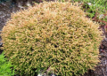 Thuja GOLDEN TUFFET