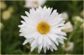 Aster Alpejski WHITE