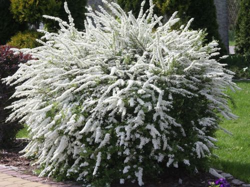 Tawuła szara GREFSHEIM