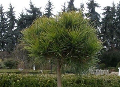 Sosna Pospolita GLOBOSA VIRIDIS - szczepiona