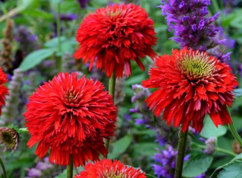 Jeżówka SECRET LOVE