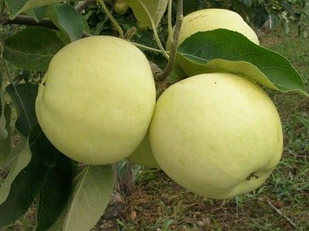 Jabłoń Oliwka żółta PAPIERÓWKA w doniczce