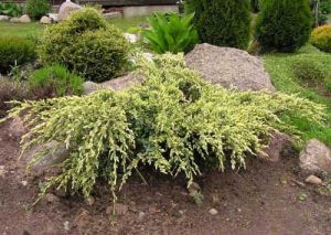 Jałowiec łuskowaty HOLGER