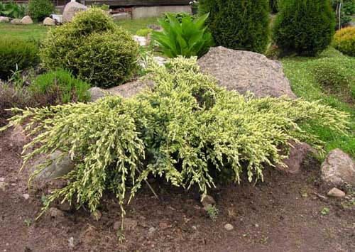 Jałowiec łuskowaty HOLGER