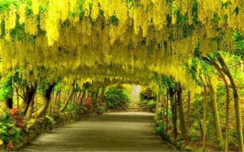 Złotokap Watereri VOSSII PENDULA