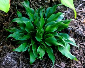 Funkia - Hosta TWISTER