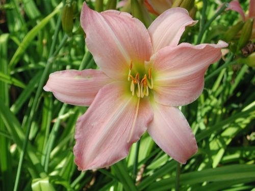 Liliowiec Ogrodowy WINSOME LADY