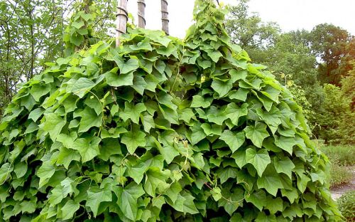 Miesięcznik Dahurski PNĄCZE