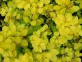 Berberys Thunberga AUREA NANA