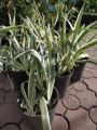 Iris laevigata VARIEGATA - kosaciec gładki