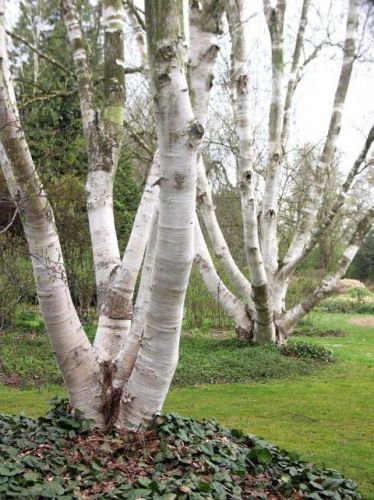 Brzoza pożyteczna JACQUEMONTA