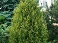 Żywotnik Zachodni thuja AUREOSPICATA