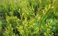 Żywotnik Zachodni thuja AUREOSPICATA