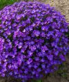 Żagwin Axcent DEEP PURPLE