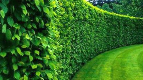 WIĄZ SYBERYJSKI TURKIESTANU