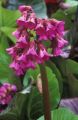 Bergenia Sercolistna SHOESHINE ROSE