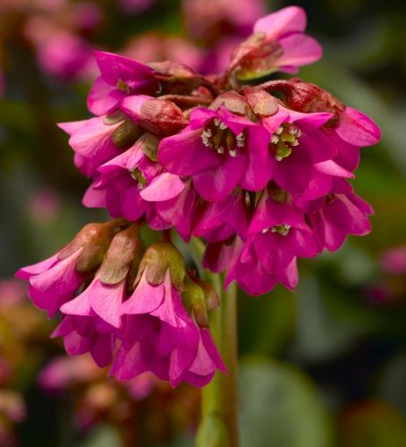 Bergenia Sercolistna SHOESHINE ROSE