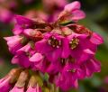 Bergenia Sercolistna SHOESHINE ROSE