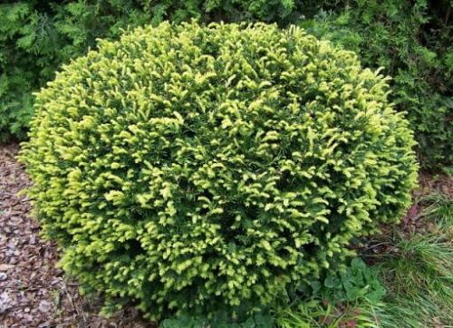 Cis pospolity ELEGANTISSIMA