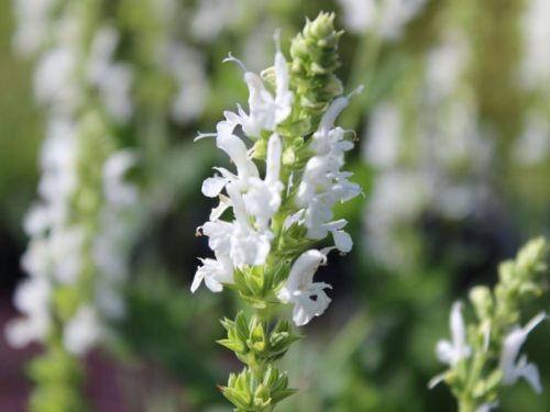 Szałwia Omszona MERLEAU WHITE