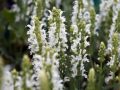 Szałwia Omszona MERLEAU WHITE