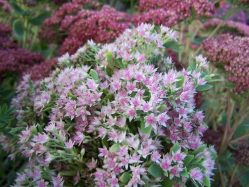 Rozchodnik białoróżowy MEDIOVARIEGATUM