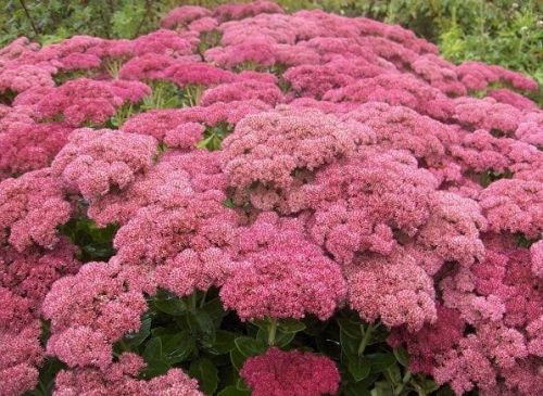 Rozchodnik Okazały BIRTHDAY PARTY