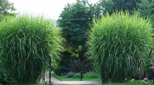 Miskant chiński PÜNKTCHEN