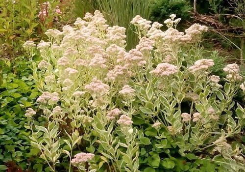 Rozchodnik FROSTY MORN