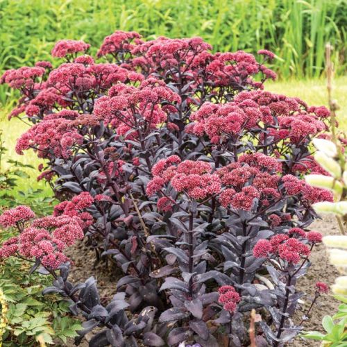 Rozchodnik JOSE AUBERGINE