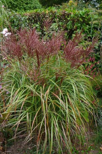 Miskant chiński ROTSILBER