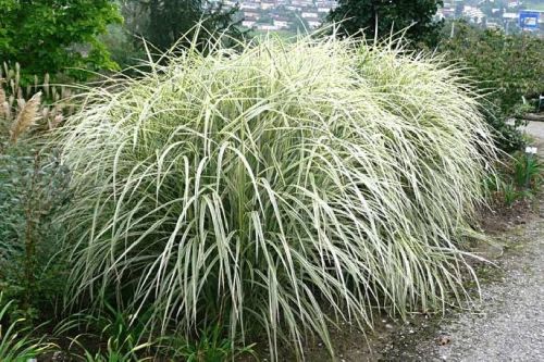 Miskant chiński VARIEGATUS