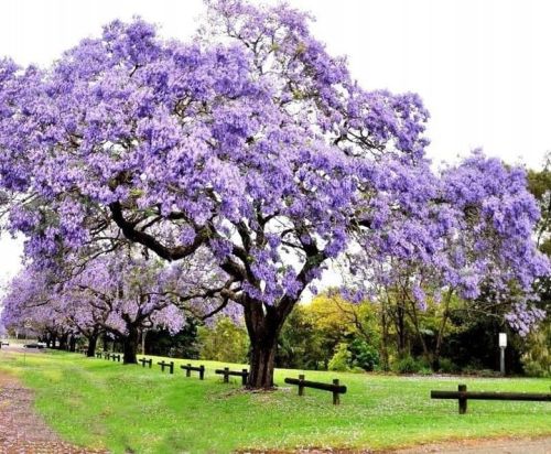PAULOWNIA SHAN TONG cesarskie drzewko szczęścia