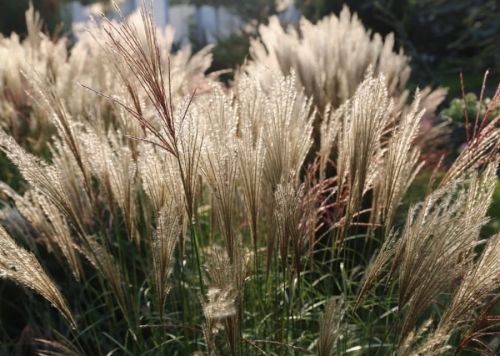 Miskant chiński YAKUSHIMA