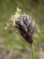 Sesleria Skalna