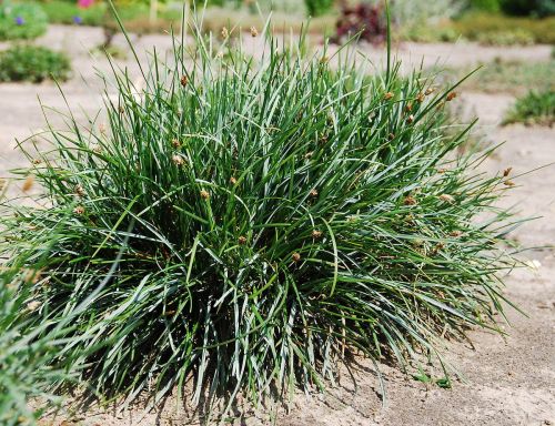 Sesleria SKALNA