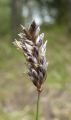 Sesleria Skalna
