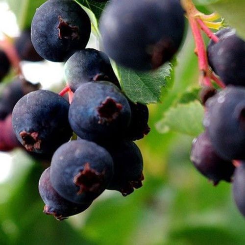 ŚWIDOŚLIWA NORTHLINE