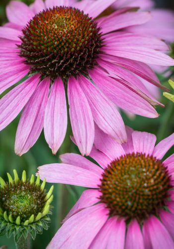 Jeżówka Purpurowa  PRAIRE SPLENDOR COMPACT ROSE