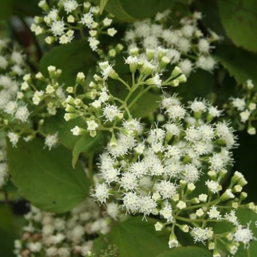 Sadziec plamisty pomarszczony BRAUNLAUB