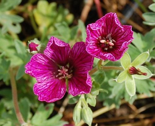 Bodziszek Popielaty PURPLE PILLOW
