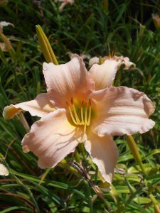 Liliowiec Ogrodowy LUXURY LACE