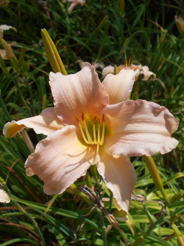 Liliowiec Ogrodowy LUXURY LACE